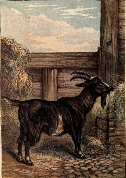 Ziegenbock