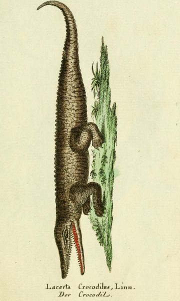 Krokodil