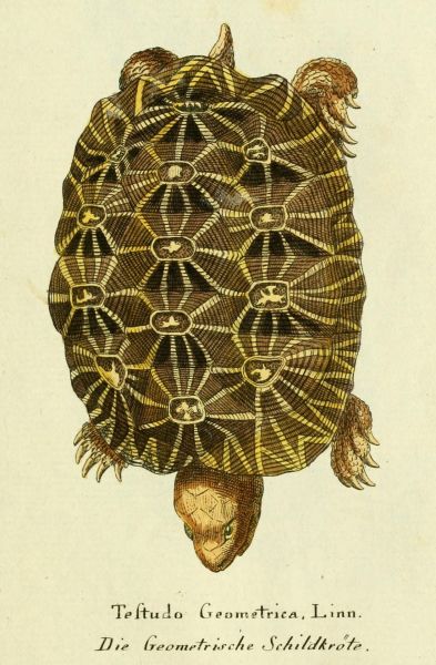 Geometrische Schildkröte