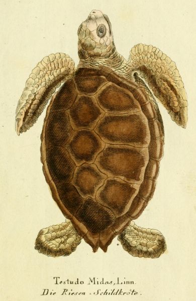Riesenschildkröte