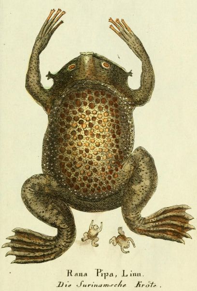 Surinamische Kröte