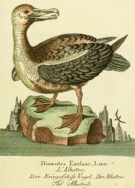 Albatros (Kriegsschiff-Vogel)