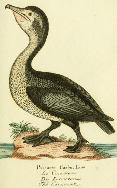 Kormoran
