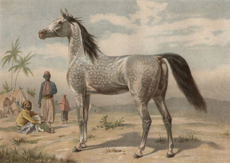 Arabisches Pferd