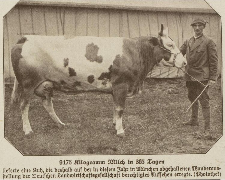 Bauern, Siegerkuh bei Milchleistung