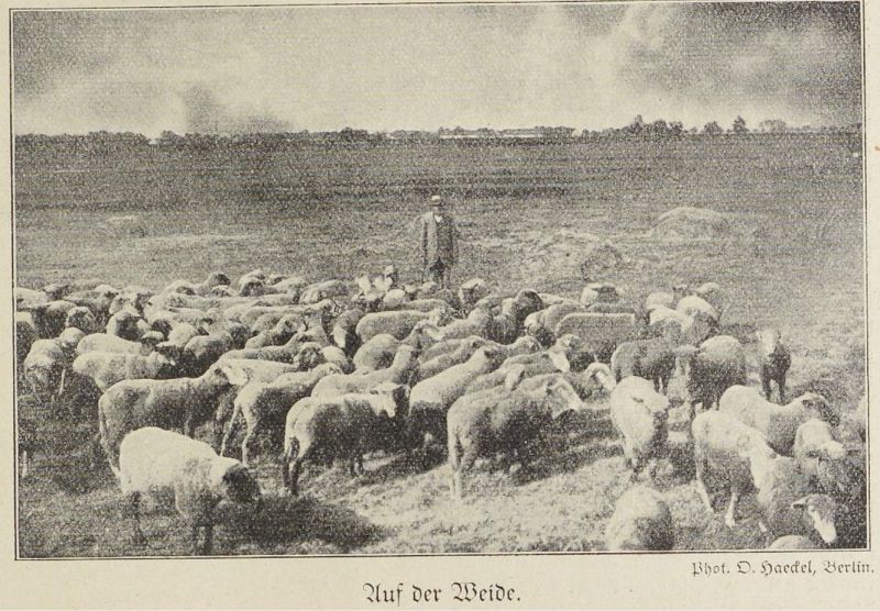 Schafe, Auf der Weide
