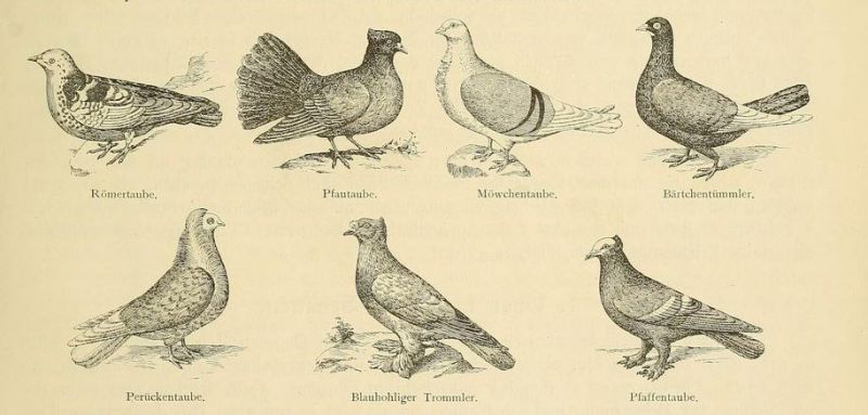 000 Tauben - Übersicht
