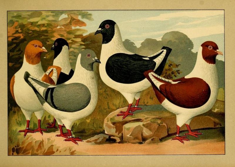 Tauben 005 Florentiner