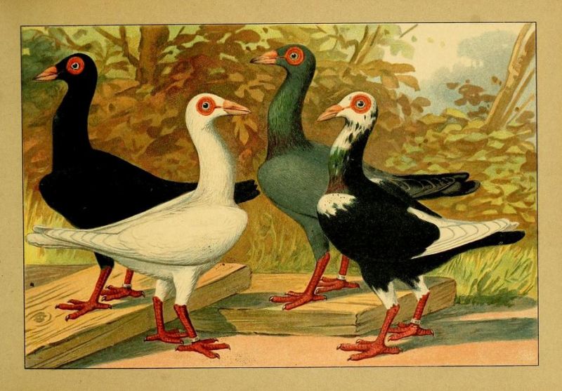 Tauben 012 Französische Bagdette