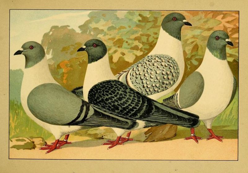 Tauben 019 Farbentauben - Strasser