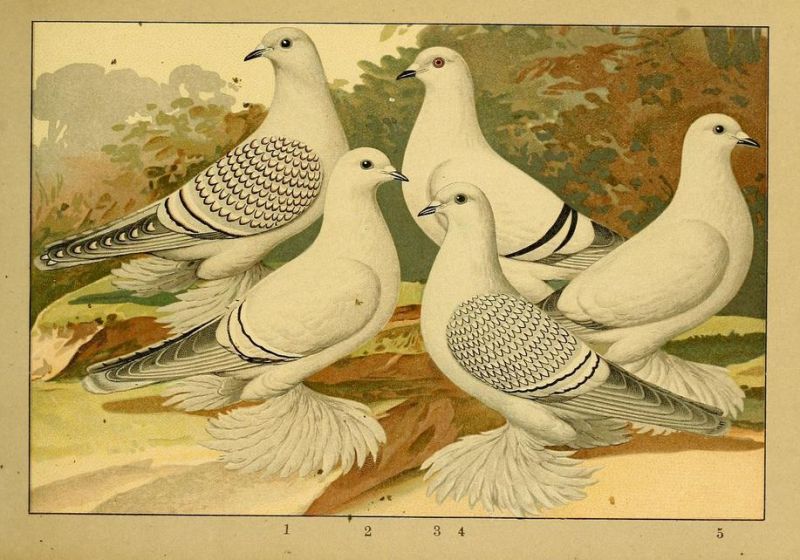 Tauben 026 Farbentauben - Eis- und Porzellan-Taube