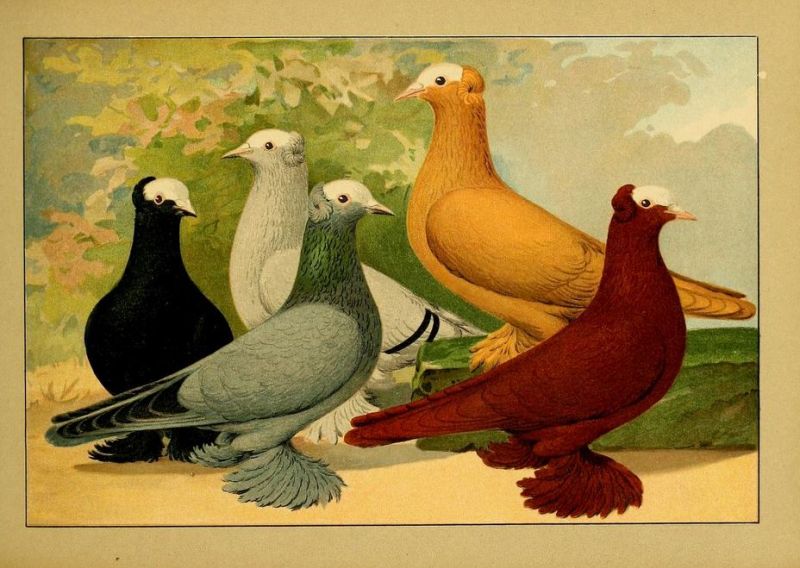 Tauben 033 Farbentauben - Pfaffen, einfachkuppig