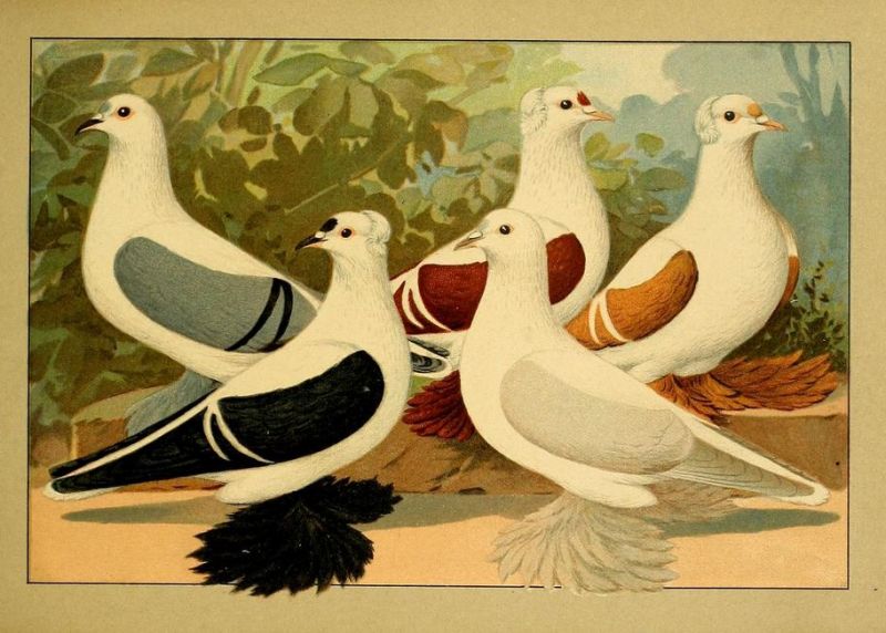 Tauben 040 Farbentauben - Flügeltaube mit Latschen