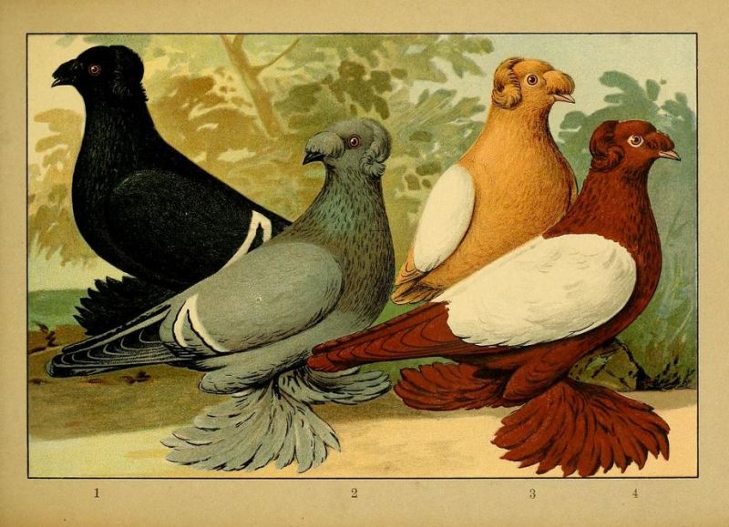 Tauben 047 Trommeltaube - Deutsche doppelkuppige