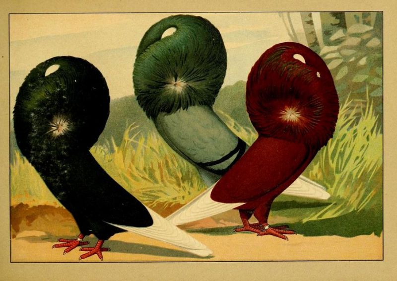 Tauben 054 Perückentaube