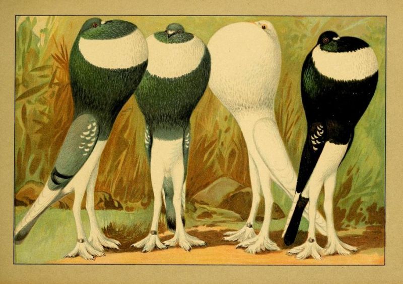 Tauben 061 Kröpfer - Englische