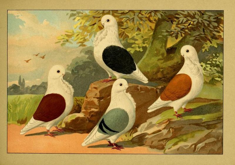 Tauben 068 Möwchen - Deutsche, schildige