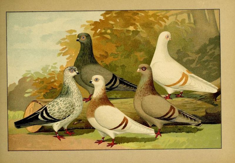 Tauben 097 Tümmler - Kurzschnäblige. Stettiner