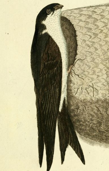 Leim- oder Hausschwalbe