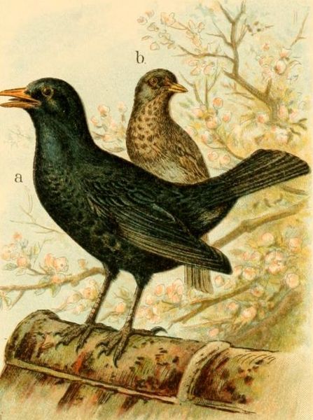 Schwarzdrossel, Turdus merula L.