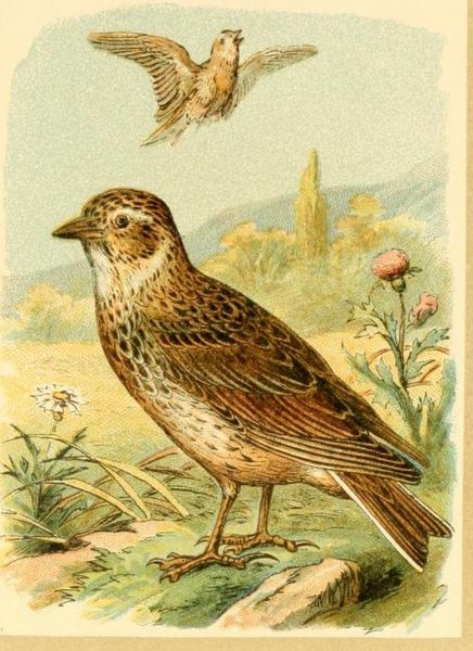 Feldlerche, Alauda arvensis L.