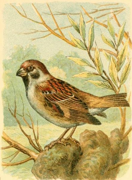 Feldsperling, Pater montanus (L.)