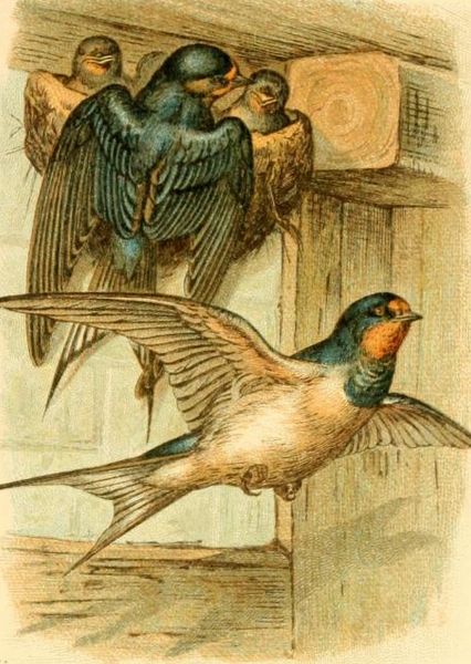 Rauchschwalbe, Hirundo rustica L.
