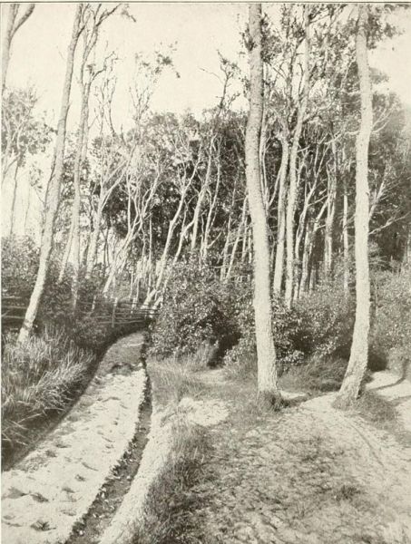 Küstenwald in Mecklenburg