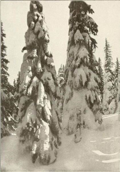 Verschneite Fichten im Riesengebirge