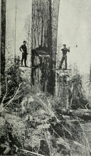 Das Fällen einer Douglasie in Nord Amerika