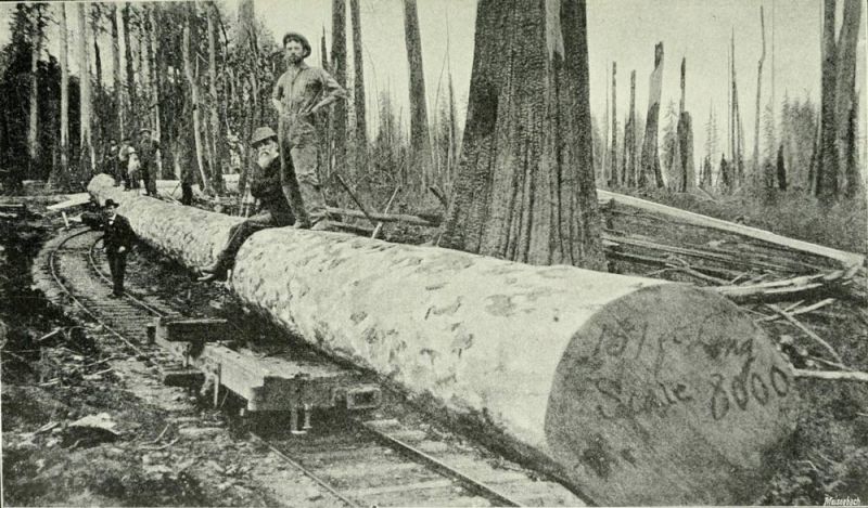 Douglasie 151 Fuß Länge, 20 cbm Brettware