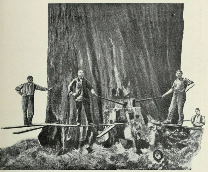 Fällung einer Baumriesen (Sequuosia) an der Kalifornischen Küste