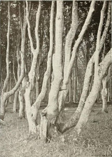 Gespensterwald in Heiligendamm an der Mecklenburger Küste