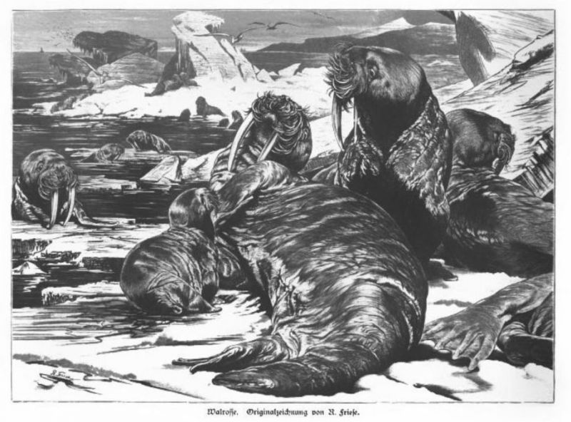 Wildtiere, Walrosse
