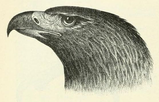 Kopf eines Steinadlers