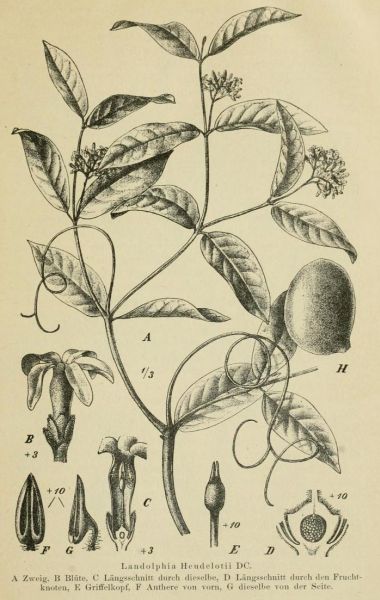 02 Landolphia Heudelotii D. C. 