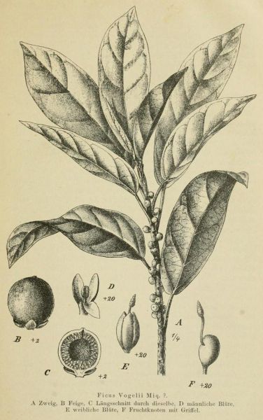 03 Ficus Vogelii Miq. 