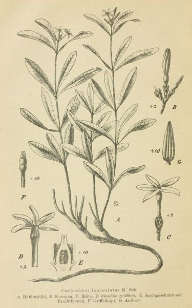 05 Carpodinus lanceolatus K. Sch. 