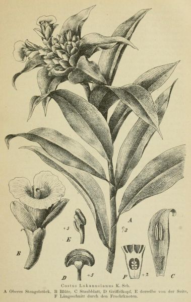 06 Costus Lukanusianus K. Sch. 
