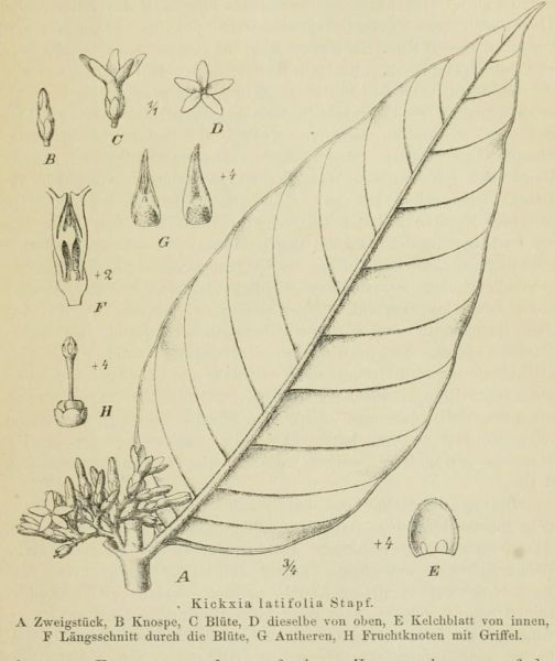 10 Kickxia latifolia Stapf 