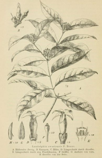 11 Landolphia owariensis P. Beauv 