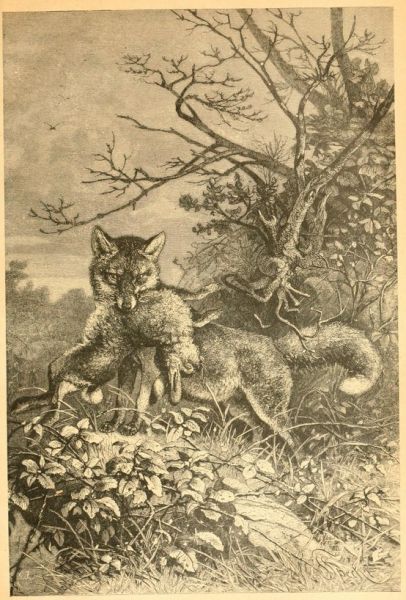 Der Fuchs - Waidmanns Heil!