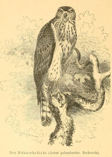 Der Hühnerhabicht (Astur palumbarius, Bechstein).