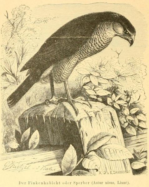 Der Finkenhabicht oder Sperber (Astur nisus, Linné).
