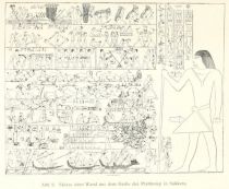 Abb. 9. Skizze einer Wand aus dem Grabe des Ptahhotep in Sakkara