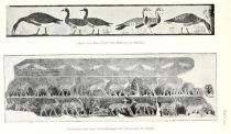 Tafel 10 Tierszenen aus dem Sonnentempel des Neweserrê in Abusir