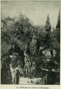 023 Ölbaum im Garten Gethsemane