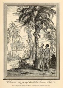 Afrika, Sievers, 015, Schwarze wie sie auf Palmen klettern
