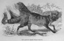 Der germeine Fuchs (Vulpes vulgaris)