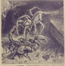 Angriff einer Walzenspinne auf einen Skorpion, Zeichnung von A. Specht.